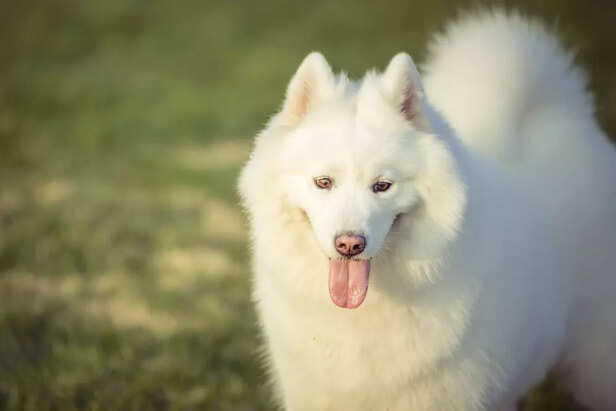 Smiling Samoyed