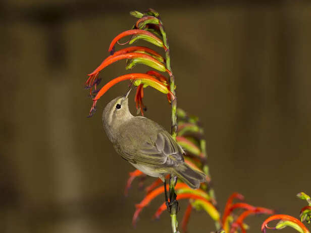 Dawn chorus