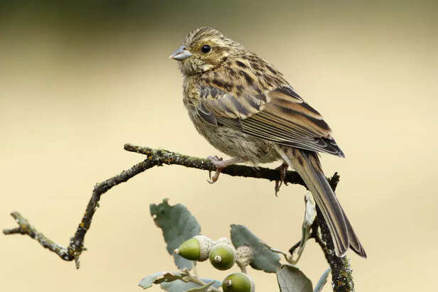 Song Sparrow