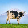 Significance of a cow