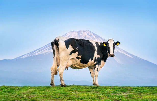Significance of a cow