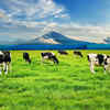 Modern day cows
