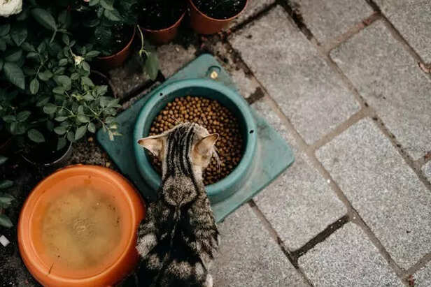 Healthy Cat Diet