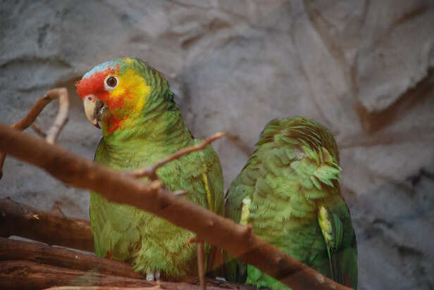 Red-lored Amazon Parrot Pair Portrait on Perch