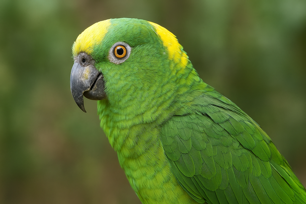 Striking Yellow-naped Amazon Parrot