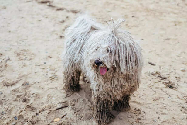 The Magnificent Mop Dog: The Komondor