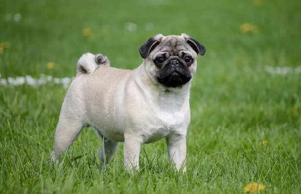 The Compact and Charming Pug