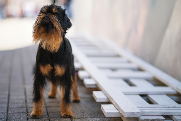 Bearded Brussels Griffon Posing Outdoors