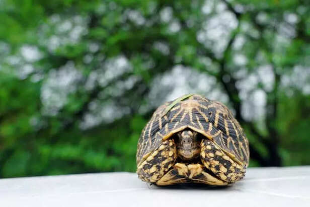 Indian Star Tortoise