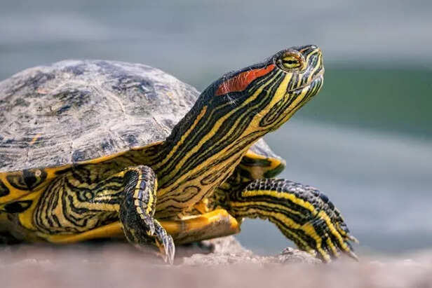 Red-Eared Slider