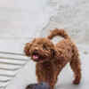 Poodle