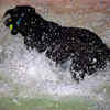 Labradors and water
