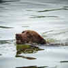 Swimming