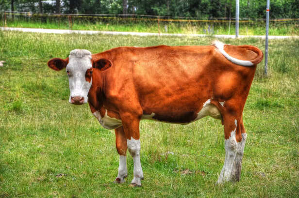Cow From Switzerland