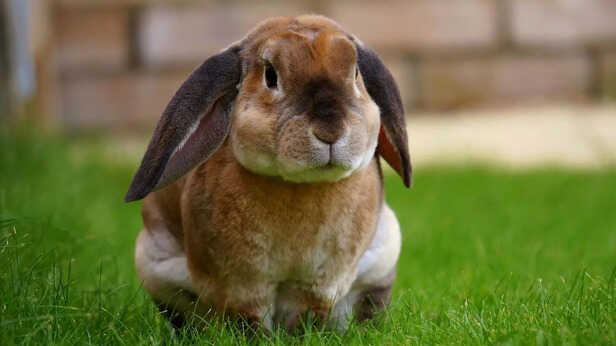 Top rabbit breed in India-Best pets for every home