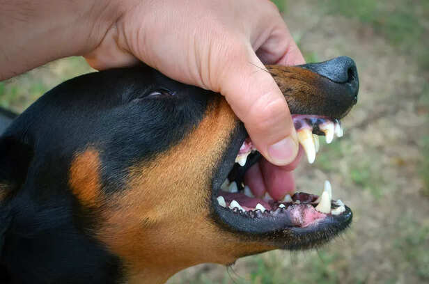 Person Holding a Dog’s Mouth During Bite