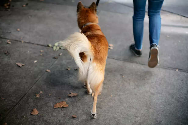 Dog Walking Practices in Urban Areas