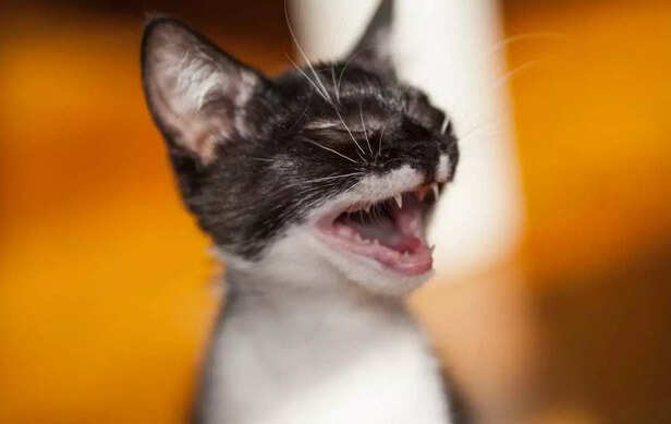 Tiny teeth big personality