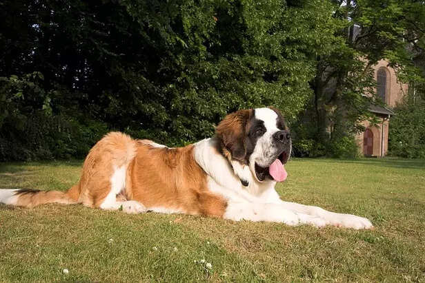 Owning a saint bernard