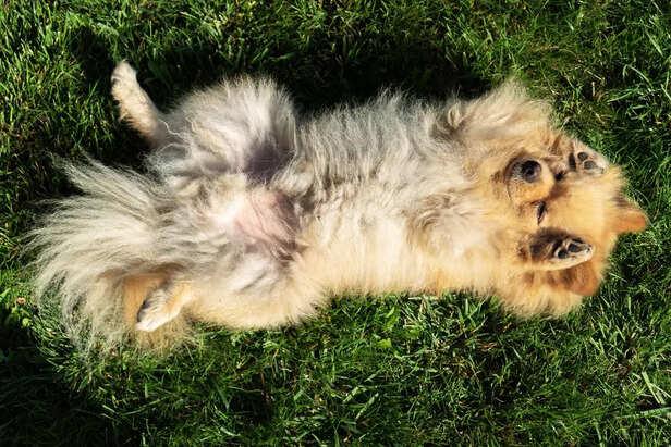 Playful Pomeranian Relaxing on the Grass