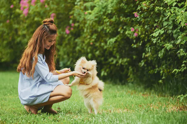 Woman Training a Playful Pomeranian Outdoors