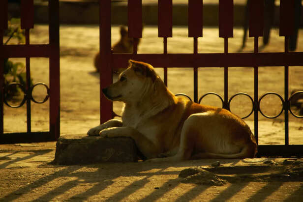 the loyal breed with pure heart
