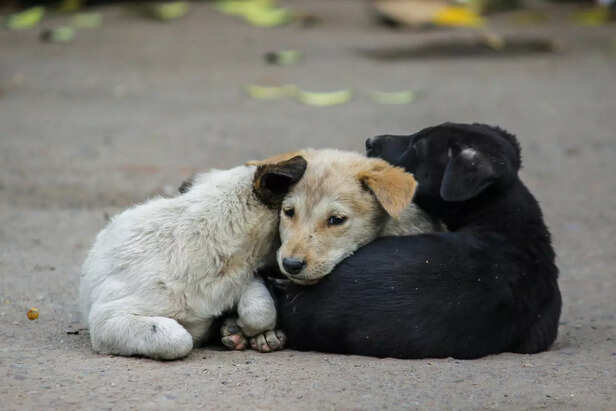 a simple buddy