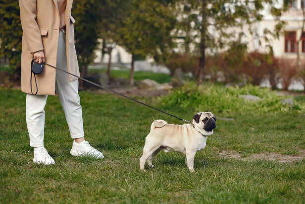 Guiding Your Pug Gently