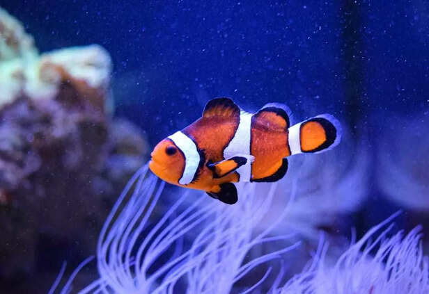Bright as sunrise, calm as the deep this little one owns the water