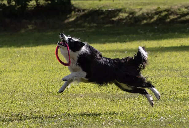 How The Game of Fetch Makes Your Dog Laugh