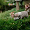 loyal and protective buddy