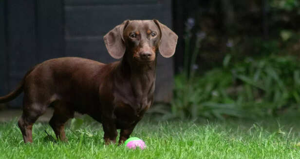 small legs big attitude