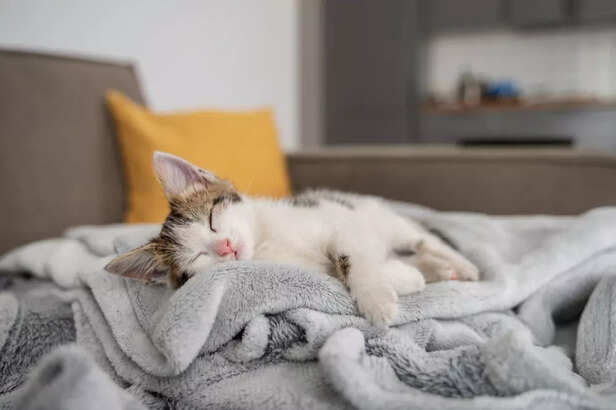 Cute Kitten Sleeping Comfortably on a Soft Blanket