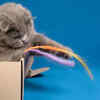 A tiny toy, a huge adventure in a cat’s world