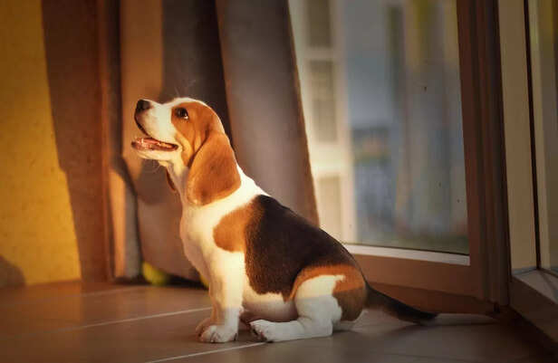 Choosing a Beagle for Your First Time Family Pet