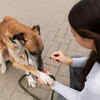 Training a Rescue Dog During Adoption Preparation