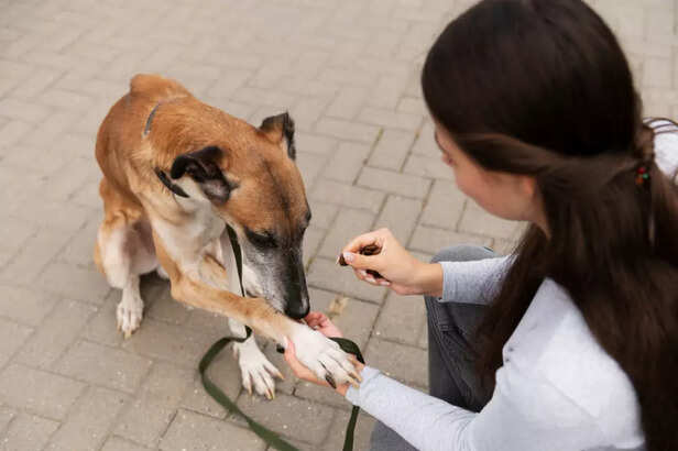 Training a Rescue Dog During Adoption Preparation