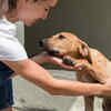 Woman Comforting a Rescue Puppy at Animal Shelter