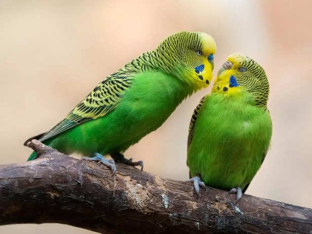 Budgie Love
