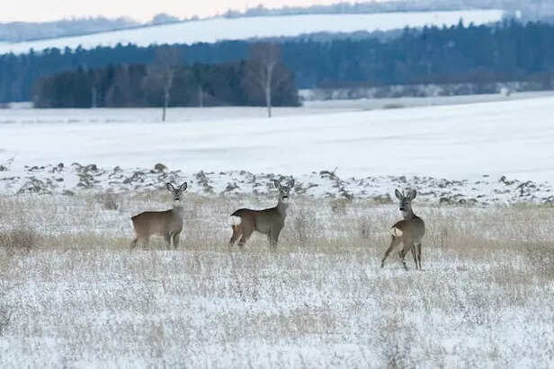 Winter Wildlife