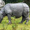 Indian Rhinoceros