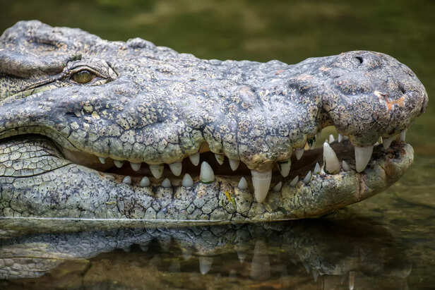 Crocodile Existed For Over 200 Million Years