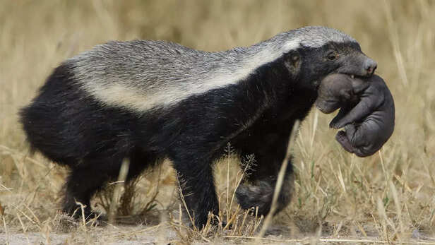 Honey Badger With Cub