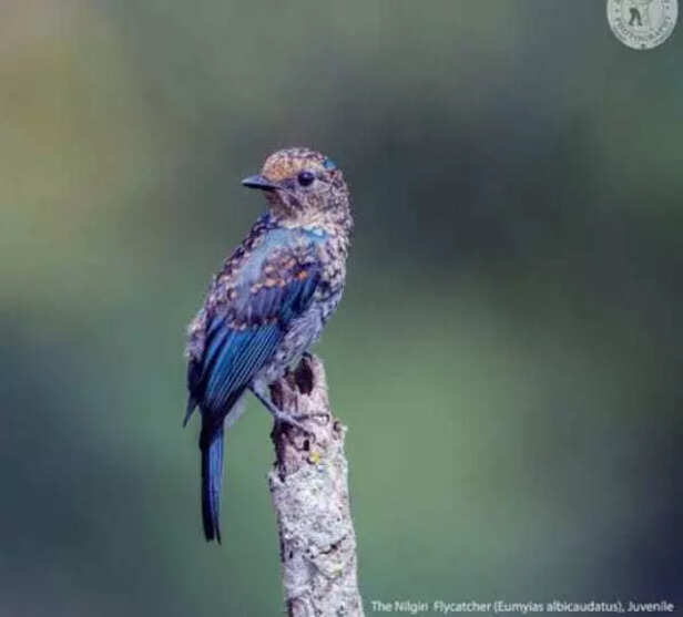 Birds colourful feathers