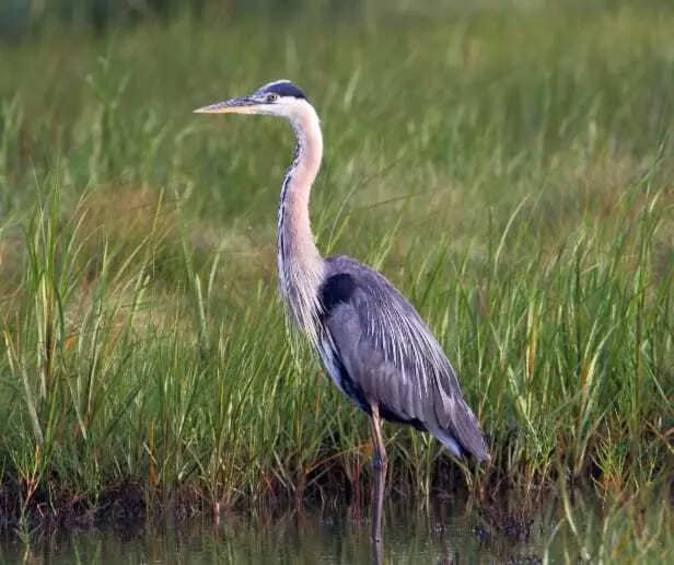 The majestic purple bird