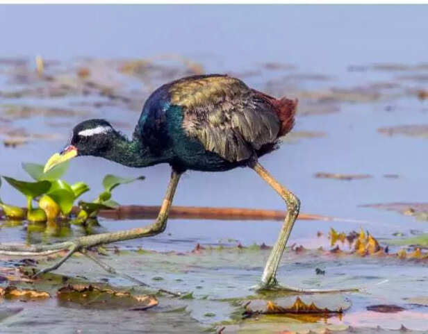 Purple wings in the wild