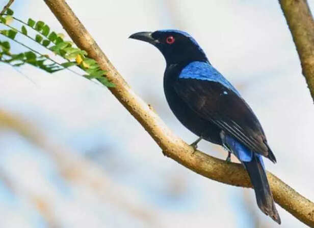 Shades of violet in flight