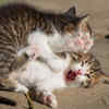 Playful Kittens Wrestling and Meowing Outdoors