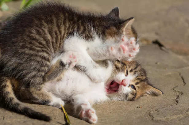 Playful Kittens Wrestling and Meowing Outdoors