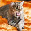 Cat Meowing Loudly While Resting on Colorful Bed